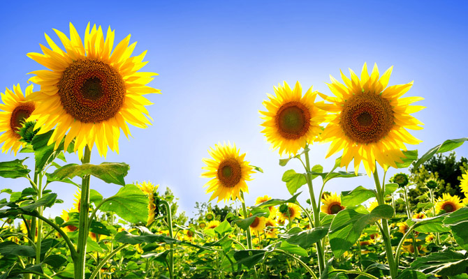 USDA снизило прогноз урожая подсолнечника в Украине