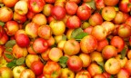 В Туле уничтожили 22 тонны украинских яблок