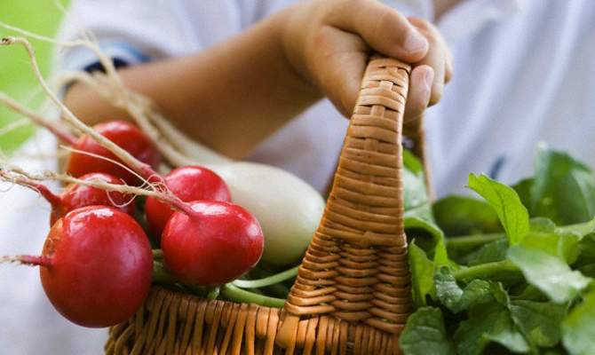 Цены на ранние овощи обвалились на 30-40%