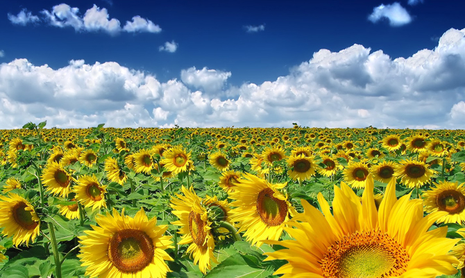 Синоптики рассказали, каким будет лето в Украине