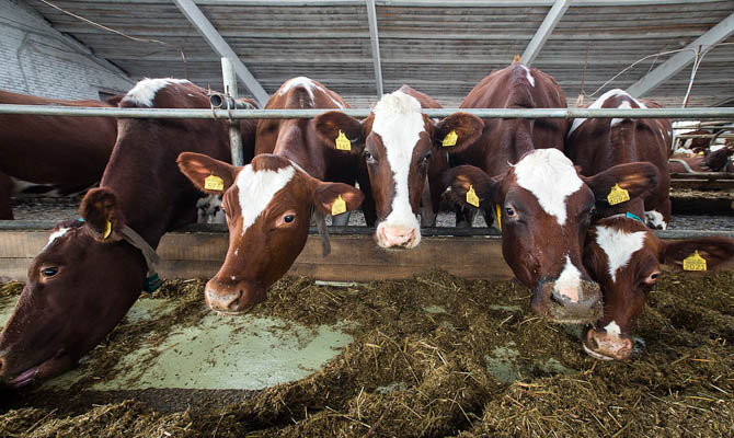 Агрохолдинг «ИМК» построит молочную ферму в Черниговской области