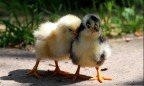 «Мироновская птицефабрика» в 6,9 раз увеличила прибыль
