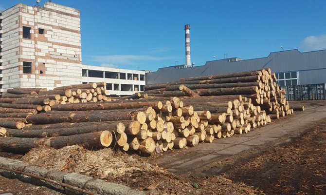 СБУ перекрыла незаконную «схему» экспорта древесины