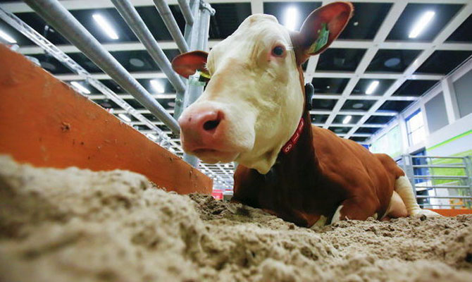 Украина разрешила импорт говядины из Польши