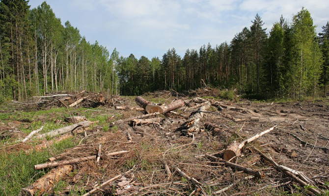 Кабмин запретил санитарную вырубку лесов