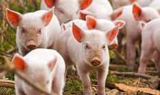 В Хмельницкой области зафиксировали вспышку АЧС