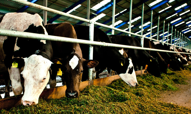 Агрохолдинг «Астарта» приобрел 24% акций агрокомпании «Эко Энерджи Украина»