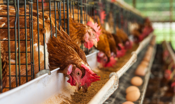 Украина заработала $82 млн на экспорте курятины