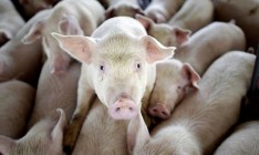 Беларусь ввела ограничения на ввоз свинины из Хмельницкой области