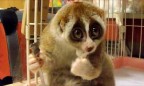 Из Черкасского зоопарка украли лемура