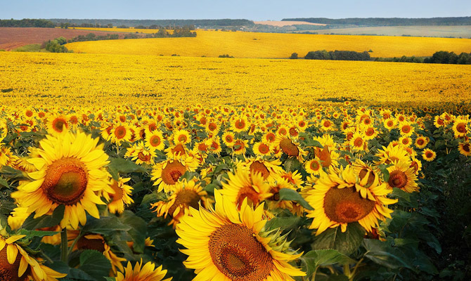 Украина бьет рекорды по посеву подсолнечника