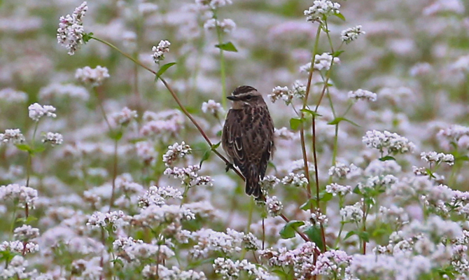 Агропродсервис увеличил посев гречки на 70%