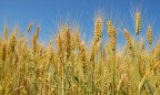 ЕС выдал лицензии на закупку почти 4 тыс. тонн украинской пшеницы