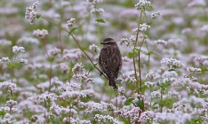 Агропродсервис увеличил посев гречки на 70%