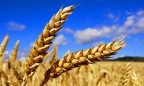 IGC прогнозирует рекордный урожай зерна в мире