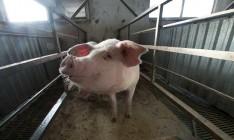 KSG Agro инвестирует 6 млн гривен в реконструкцию свинокомплекса