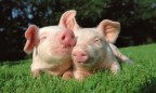 Украина начнет экспорт свинины в ЮАР