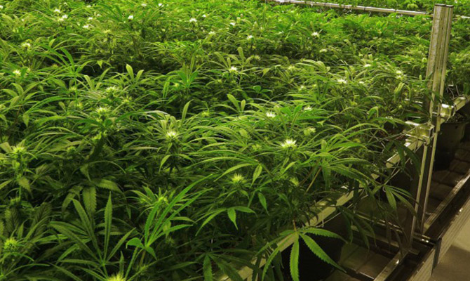 Microsoft включилась в бизнес по производству марихуаны