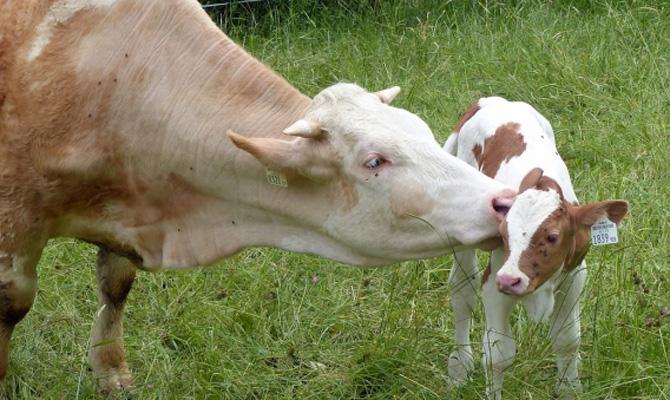 Украина использовала 85% всех квот на беспошлинный экспорт продовольствия в ЕС