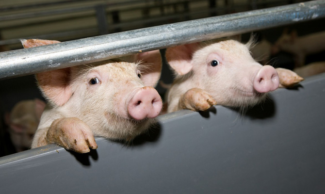 В Николаевской области обнаружили очередную вспышку АЧС