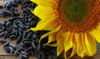 S&W Seed Company будет производить семена подсолнечника в Украине
