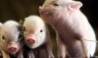 МФК предоставит кредит датской Axzon на развитие свиноводства в Украине