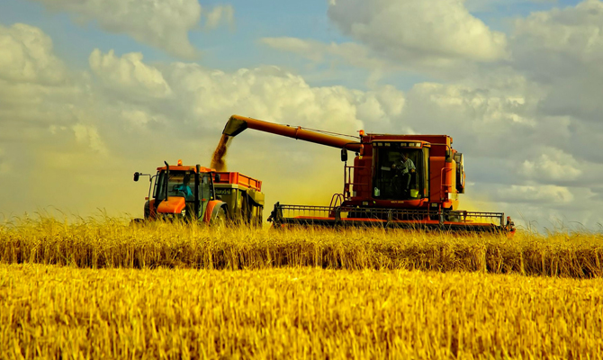 USDA повысило оценку мирового производства пшеницы до 730 млн тонн