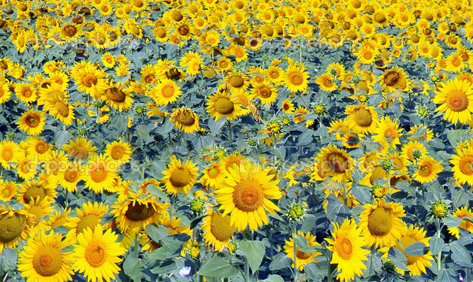 В МинАПК назвали самый прибыльный аграрный бизнес