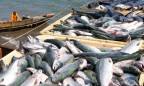 Эстония дала Украине 100 тыс. евро на контроль за выловом рыбы