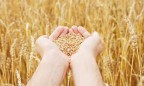 Минсельхоз США увеличил прогноз урожая зерна в Украине