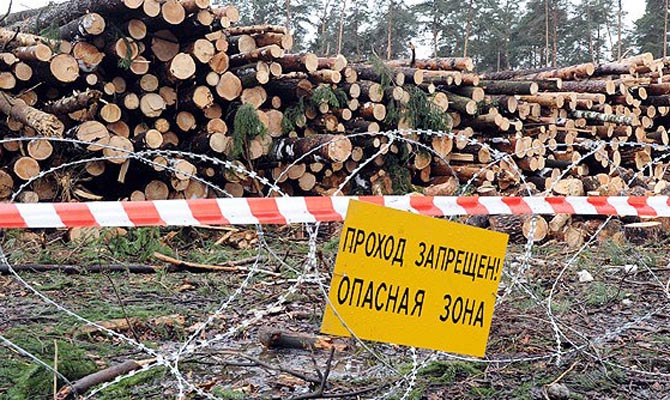 В Украине активизировалась «лесная мафия»