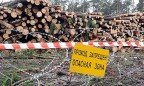 В Украине активизировалась «лесная мафия»