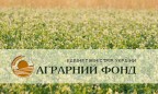 «Аграрный фонд» завершил форвардные закупки продовольственной пшеницы