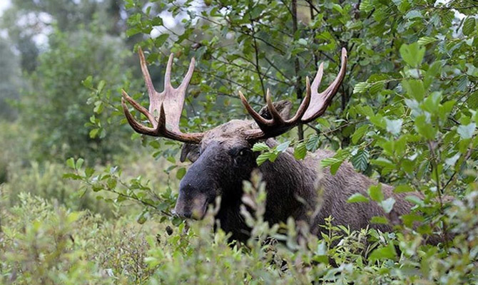 Рада разрешила создать заповедник на территории Зоны отчуждения ЧАЭС