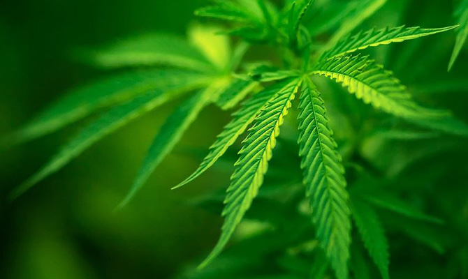 В Украине запустят завод по переработке конопли