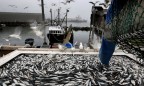 Украина сократила вылов рыбы на 13%