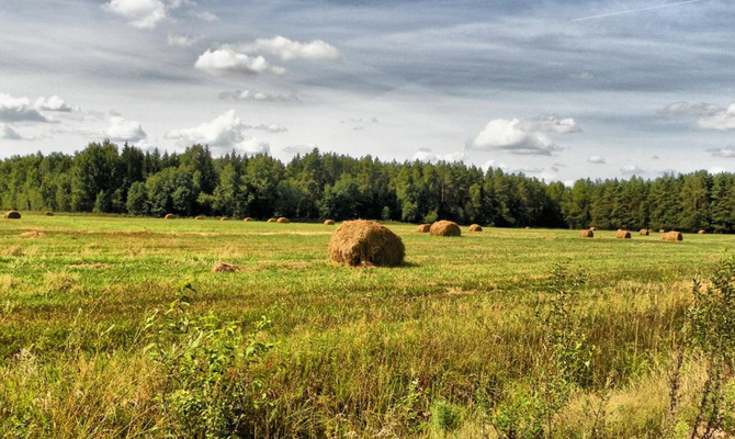 В Украине спилили 10 тысяч гектаров лесополос