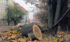В Сумской области нарубили столетних дубов на 1,5 млн грн
