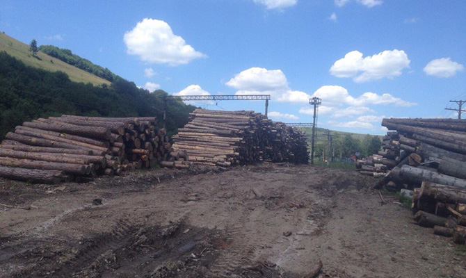 Луценко показал доказательства вырубки карпатских лесов