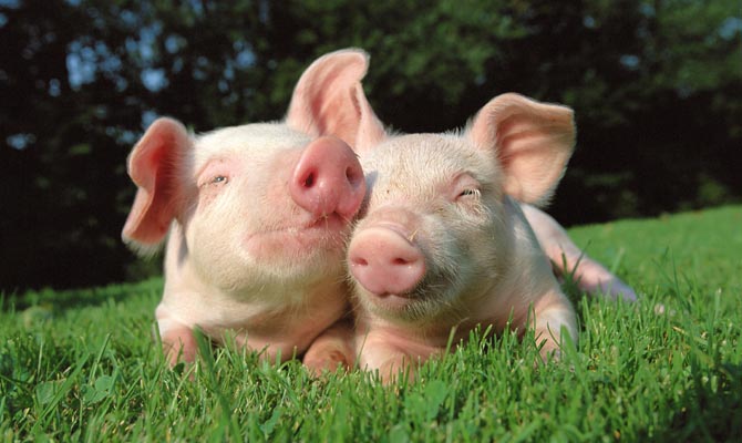 Беларусь запретила поставки свинины с юга Украины