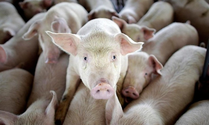 АЧС распространилась на Волынскую область