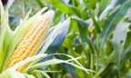 Украина увеличит производство кукурузы на 11%, — USDA