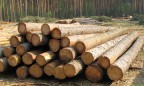 В Раде показали результаты действия моратория на экспорт леса