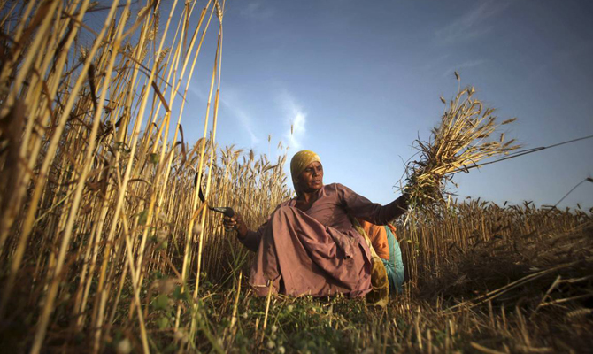 Украина поставила в Индию полмиллиона тонн пшеницы