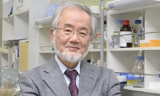 Нобелевскую премию по медицине за 2016 год присудили японскому профессору