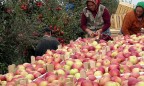 Украина сможет поставлять в Индонезию овощи и фрукты