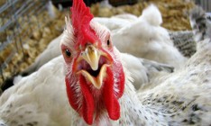 МХП вложит $500 млн в Винницкую птицефабрику