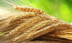 Евросоюз увеличит квоты на беспошлинные поставки украинской пшеницы