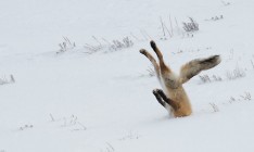 Финалисты конкурса Сomedy Wildlife Photography Awards