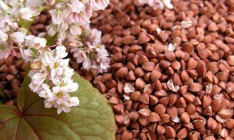 «Аграрный фонд» закупит до 50 тыс. тонн гречки